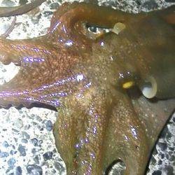 焼津港、ヒラメ、コウイカ、タコ、カマスが好調